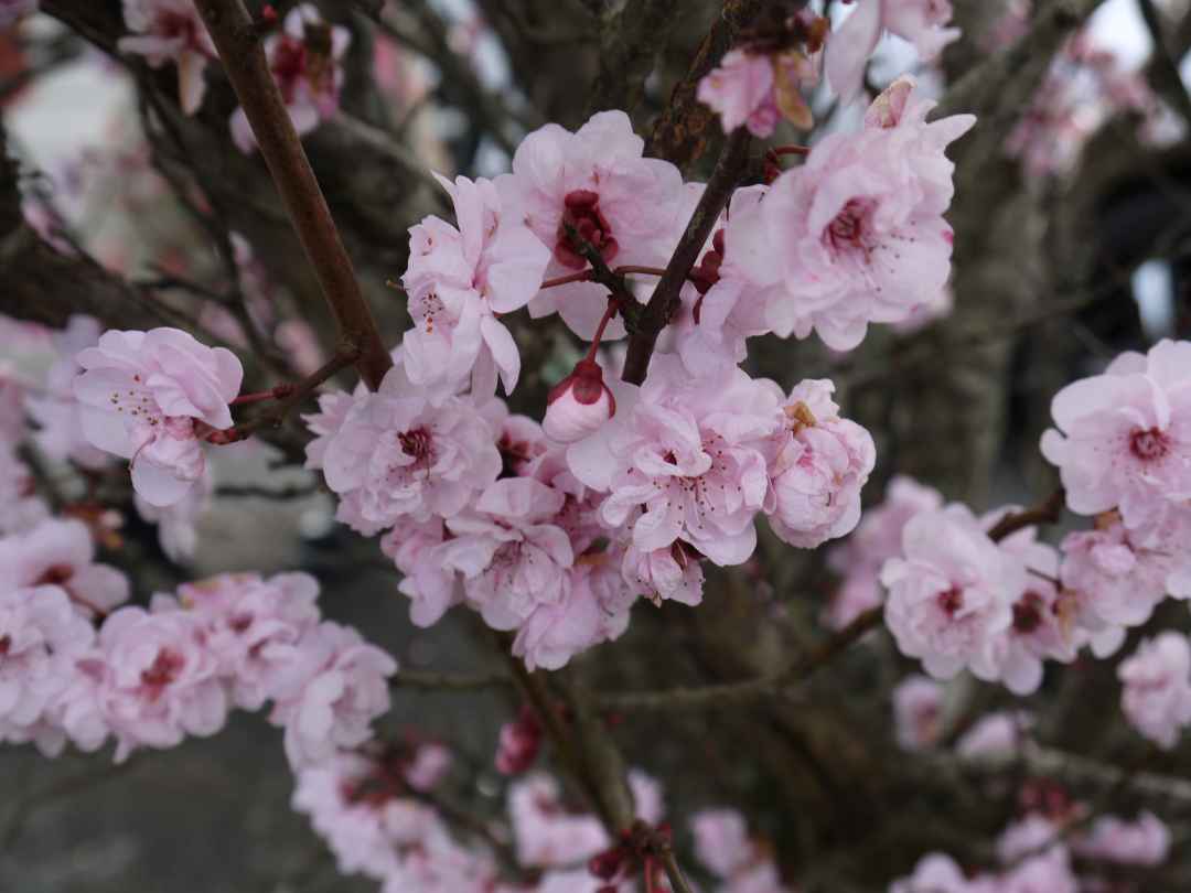 Flower Plum Tree