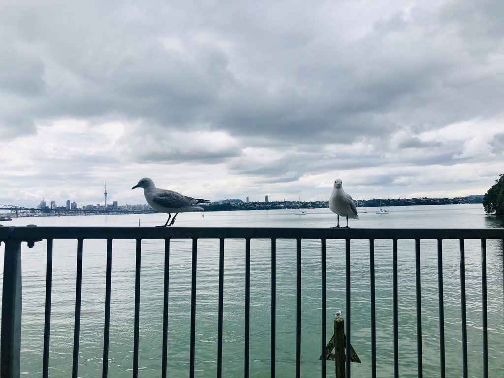 3 Birds at Chelsea Estate Heritage Park