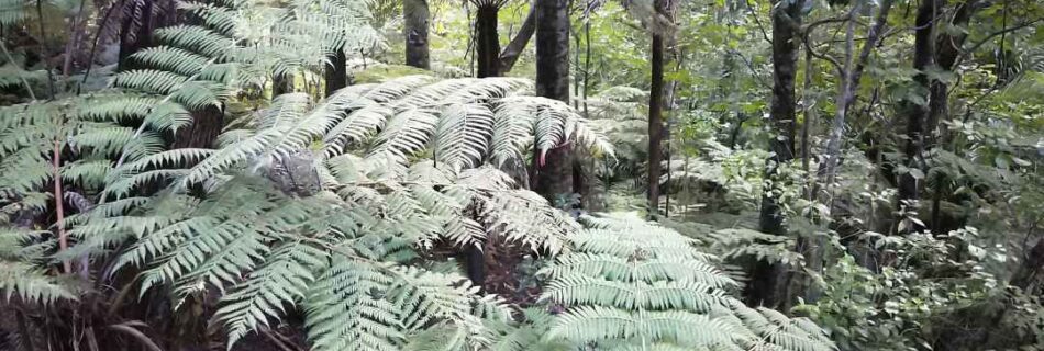 Fern Pocket Le Roy's Bush