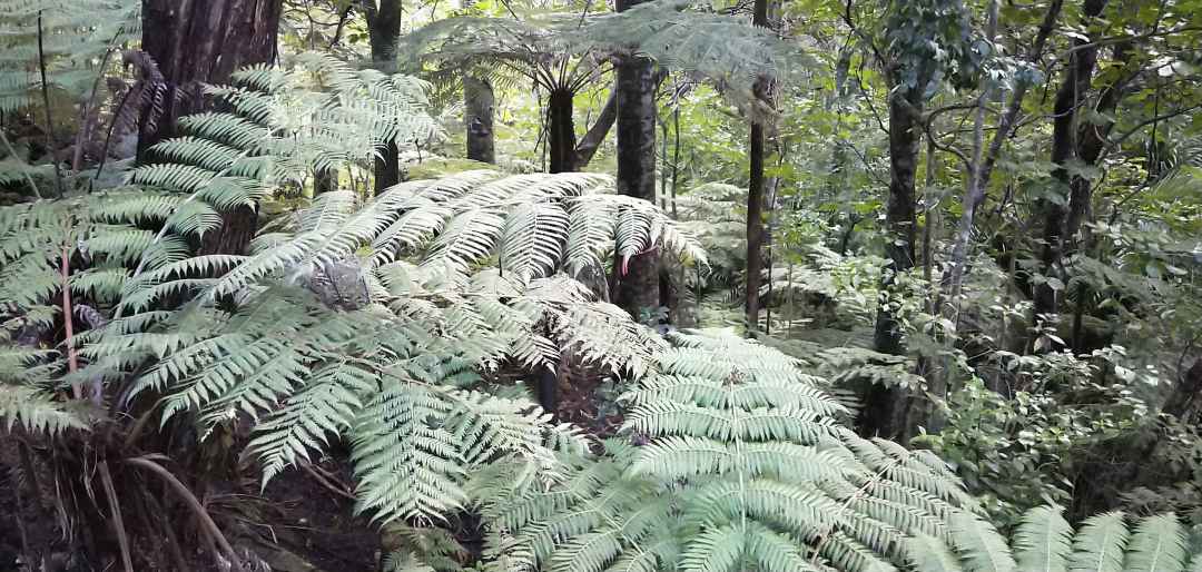 Fern Pocket Le Roy's Bush