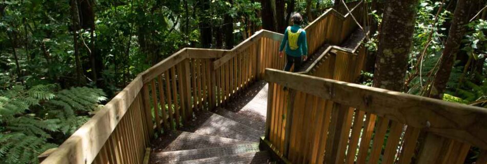 Le Roys Bush Walk Steps