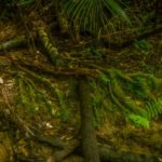 Native Bush Forest on the Le Roys Bush Walkway