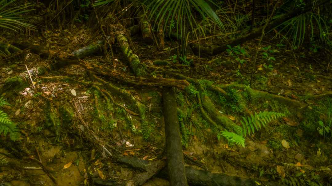 Native Bush Forest on the Le Roys Bush Walkway