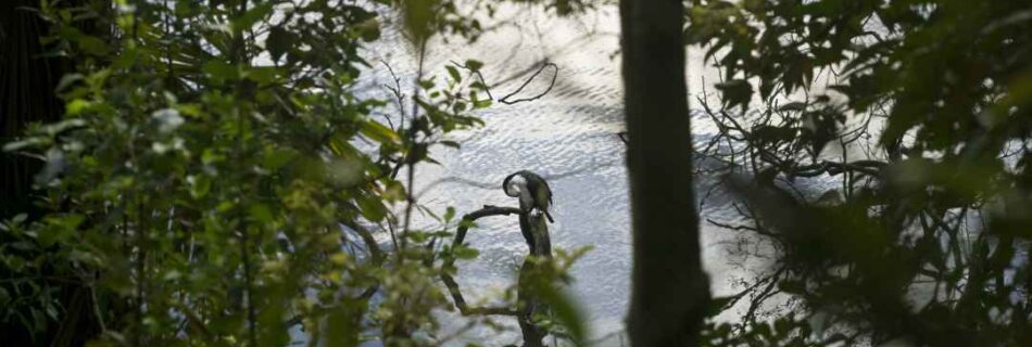 Pied Shag Preening in the Morning Light