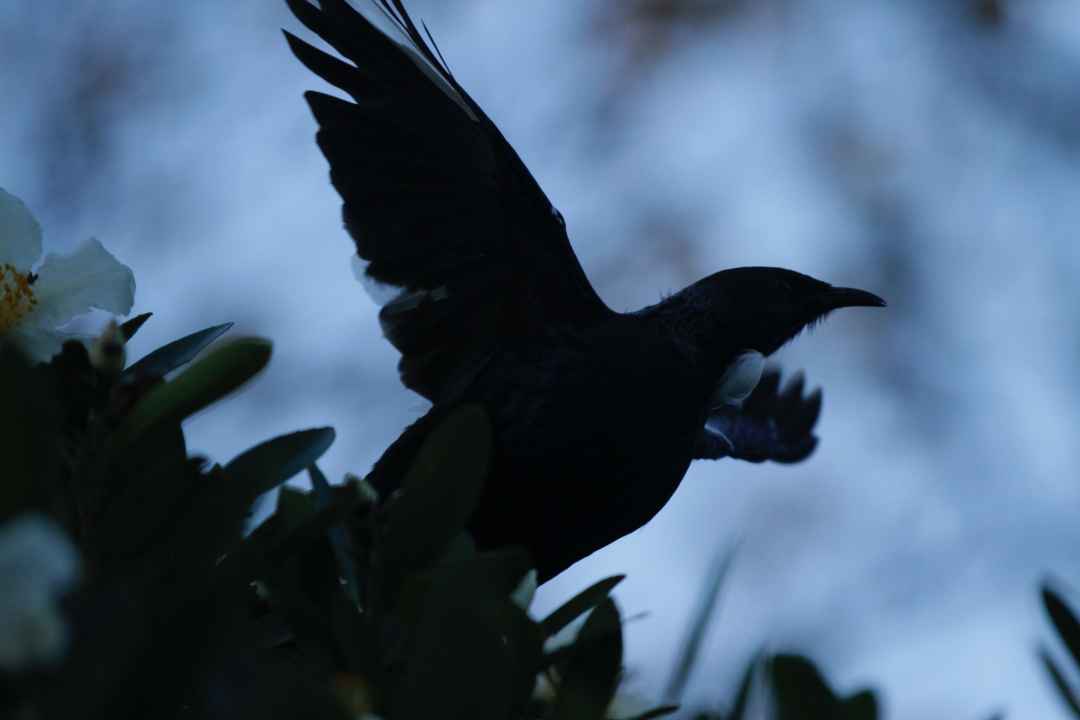 Tui Takeoff