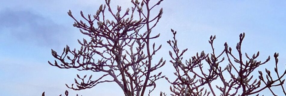 Top Tui Watching Over Chelsea Bay by Lisa Joe