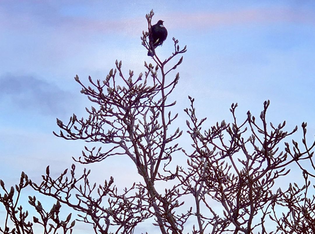 Top Tui Watching Over Chelsea Bay by Lisa Joe