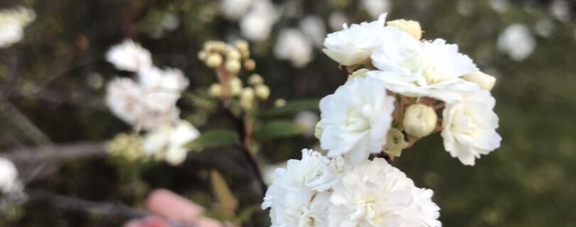 Emily Whitby's Flower Bouquet