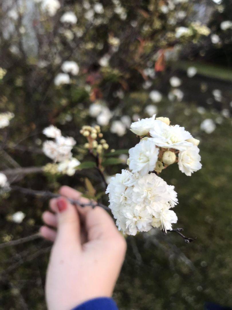 Emily Whitby's Flower Bouquet