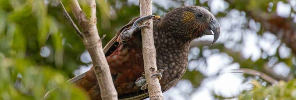 One of the local kākā