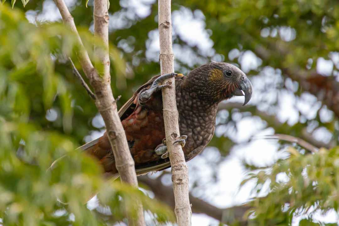 One of the local kākā